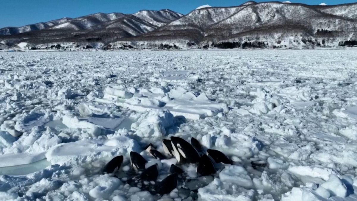 U japonského pobřeží uvázly v ledu kosatky, celý den se dělily o malý průduch